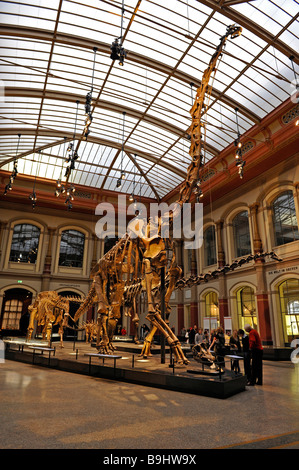 Vue sur le Saurierhalle, Dinosaur Hall, avec un squelette de Brachiosaurus brancai, le plus grand squelette de dinosaure en exposition à Banque D'Images