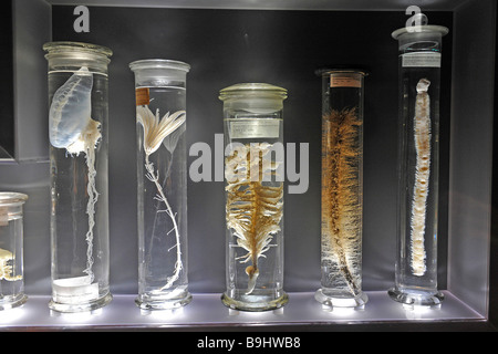 Vitrine avec exposition, Museum für Naturkunde, Natural History Museum, Berlin, Germany, Europe Banque D'Images