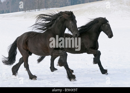 Deux chevaux frisons galopant dans la neige Banque D'Images