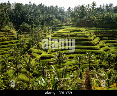 Rizières près de Ubud, Bali, Indonésie, Asie du sud-est Banque D'Images