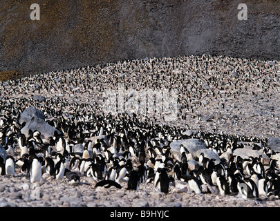 Les manchots Adélie (Pygoscelis adeliae), colonie, pingouins, Argentina Banque D'Images