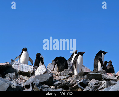 Les manchots Adélie (Pygoscelis adeliae), roches, les manchots de l'Antarctique, Banque D'Images