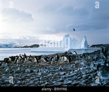 Les manchots Adélie (Pygoscelis adeliae), Polar Sea, les icebergs, la banquise de l'Antarctique, Banque D'Images