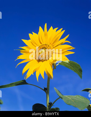 Tournesol (Helianthus annuus) blossom Banque D'Images