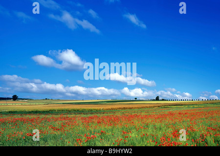 Coquelicot (Papaver rhoeas), champ de blé en été, ciel bleu, nuages, paysage, Hesse, Allemagne Banque D'Images