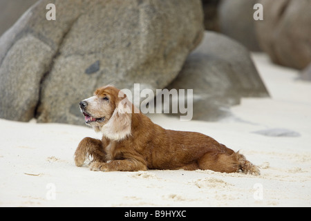 Chien Cocker - situé dans le sable Banque D'Images