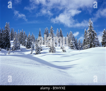 Arbres, forêt de sapins couverts de neige, hiver, paysage, neige fraîche Banque D'Images