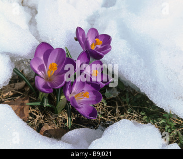 Les crocus en fleurs (Crocus), printemps, de la fonte de la neige Banque D'Images