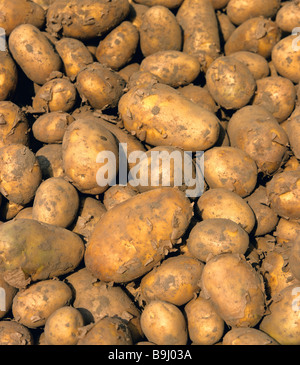 La pomme de terre (Solanum tuberosum), des tubercules de pomme de terre après la récolte Banque D'Images