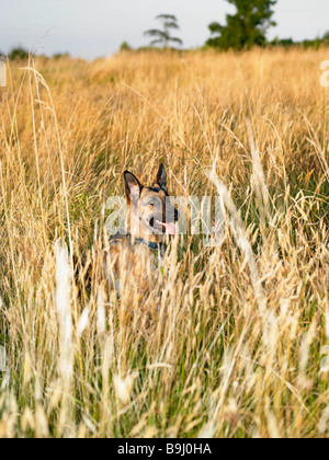 Chien dans un champ Banque D'Images