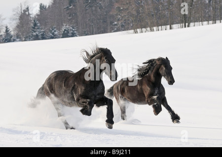 Deux chevaux frisons galopant dans la neige profonde Banque D'Images