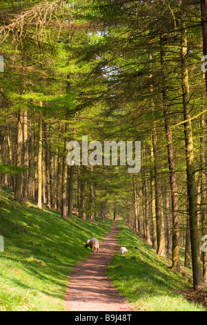 Brebis avec agneaux sur sentier en forêt dans la partie supérieure de la Derwent Valley dans le Peak District, dans le Derbyshire Banque D'Images