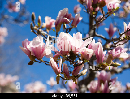 Saucer Magnolia Bloom(Magnolia denudata) Magnoliaceae Banque D'Images