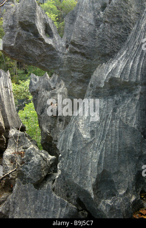 Tsingy (forte érosion calcaire) à l'Ankarana Réserve spéciale, Madagascar. Banque D'Images