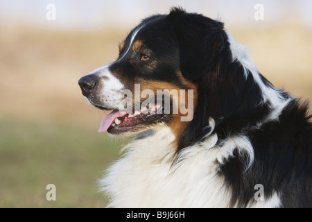 Chien Berger Australien - portrait Banque D'Images