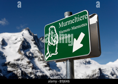 Signe, marmottes de Kaiser-Franz-Josefs-Hoehe en face de la montagne Grossglockner haute route alpine du Grossglockner, Hohe Tauern, Banque D'Images