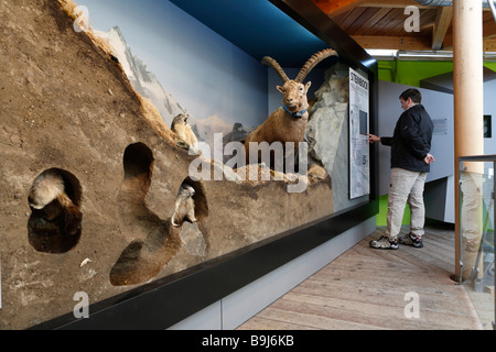 Les marmottes en peluche et d'un Bouquetin des Alpes à l'Observatoire à Wilhelm Swarovsky Kaiser-Franz-Josefs-Hoehe, Grossglockner High Alpine Banque D'Images