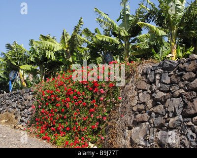 Géraniums en fleurs en face d'une plantation de bananes, la Gomera, Canary Islands, Spain, Europe Banque D'Images