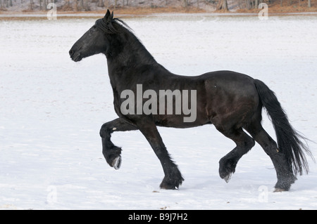 Cheval frison dans la neige Banque D'Images
