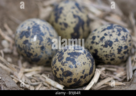 Le nord de sociable (Vanellus vanellus) nichent dans un sillon de charrue Banque D'Images