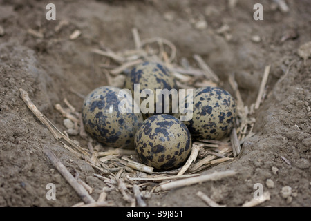 Le nord de sociable (Vanellus vanellus) nichent sur un champ Banque D'Images