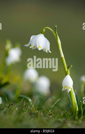 Printemps Leucojum vernum (flocon) Banque D'Images