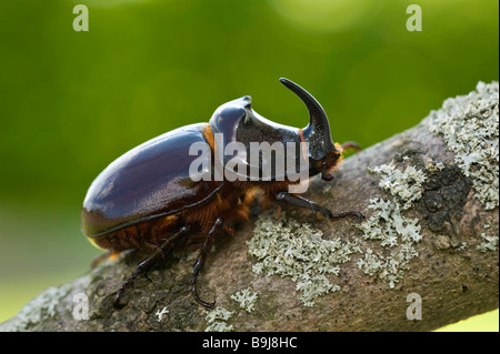 European du scarabée rhinocéros (Oryctes nasicornis), homme, Guxhagen, Hesse du Nord, Allemagne, Europe Banque D'Images