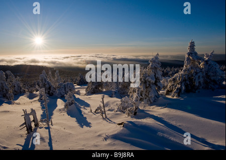 Couverte de neige rétroéclairé, épinettes, Brocken Blocksberg, Parc National de Harz, Saxe-Anhalt, Allemagne, Europe Banque D'Images