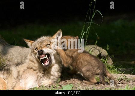 Le loup gris (Canis lupus), les adultes et les jeunes animaux, snarling, Sababurg zoo, Warburg, Hesse du Nord, Allemagne Banque D'Images