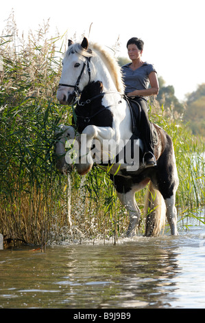 Sur cavalière cheval Tinker irlandais debout sur ses pattes de derrière dans l'eau Banque D'Images