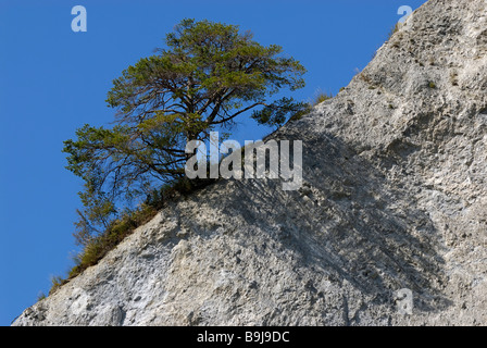 PIN écossais (Pinus sylvestris), ombre solitaires de coulée d'arbre sur chine de roche diagonale, Ruinaulta, Kanton Graubuenden, Suisse, Banque D'Images