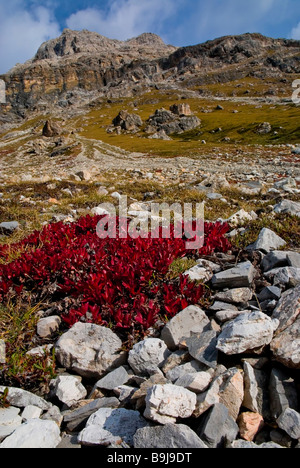 Arbuste automne grappe de Manzanitas ou la busserole (Arctostaphylos alpinus) sur la montagne Piz Albris, 3166 m au-dessus de la mer l Banque D'Images