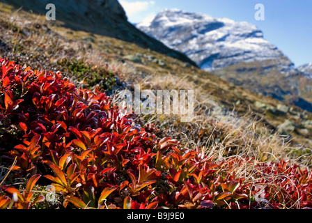 Arbuste automne grappe de Manzanitas ou la busserole (Arctostaphylos alpinus) dans les Alpes, Buendner Kanton Graubünden, Switzerl Banque D'Images