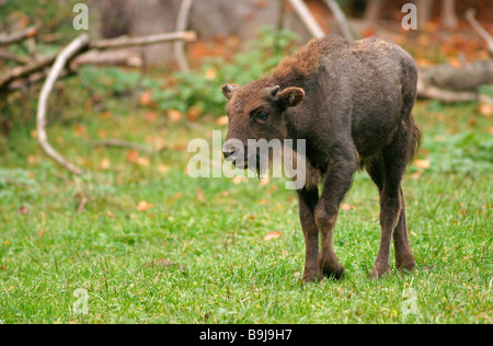 Bison, Bison d'Europe (Bison bonasus) Banque D'Images