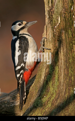 Great Spotted Woodpecker (Dendrocopos major), Femme Banque D'Images