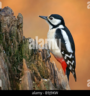 Great Spotted Woodpecker (Dendrocopos major), Femme Banque D'Images