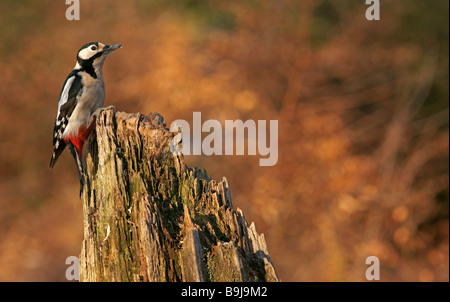 Great Spotted Woodpecker (Dendrocopos major), Femme Banque D'Images