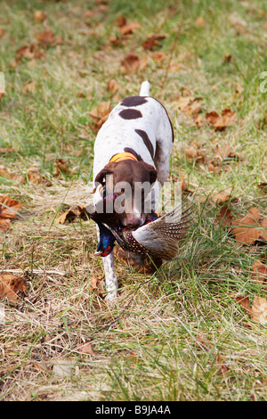 Chien de chasse allemand pointeur aux cheveux courts de la récupération d'une partie d'un oiseau gibier Faisan dans la bouche du chien Banque D'Images