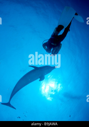 Grand dauphin (Tursiops truncatus) et de plongée sous marine, Bahamas, Amérique Centrale Banque D'Images