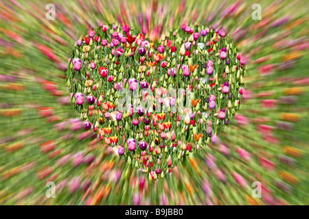 Un cœur fait de tulipes Banque D'Images
