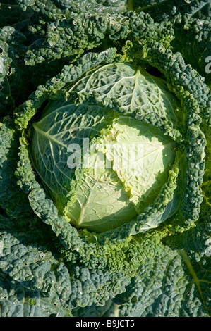 Chou (Brassica oleracea) Banque D'Images