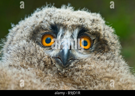 Grand Owl (Bubo bubo), portrait Banque D'Images
