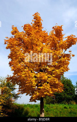 Couleur d'automne Érable de Norvège (Acer platanoides), Eckental, Middle Franconia, Bavaria, Germany, Europe Banque D'Images