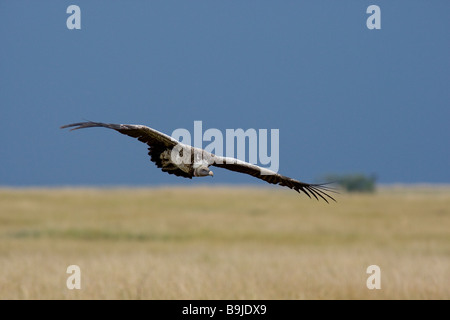 Vautour africain en vol Banque D'Images