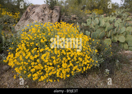 Brittlebush Encilia farinosa en fleurs Apache Trail Arizona zone Banque D'Images