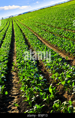 Des rangées de plantes navet dans un champ d'agriculteurs Banque D'Images