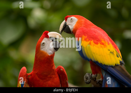 Deux perroquets aux couleurs rouge et orange qui semblent être de parler les uns aux autres Banque D'Images