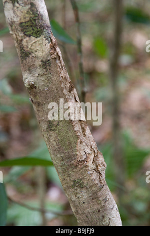 Le plus rare des deux espèces de gecko Uroplatus sikorae sur Nosy Mangabe Banque D'Images