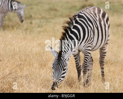 Les zèbres le pâturage dans le cratère du Ngorongoro, Tanzanie Banque D'Images