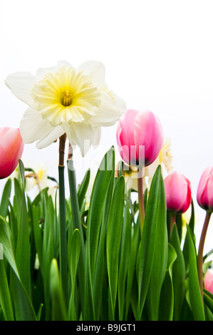 Les tulipes et les jonquilles isolé sur fond blanc floral border Banque D'Images